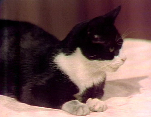 378 dark shadows joshua the cat