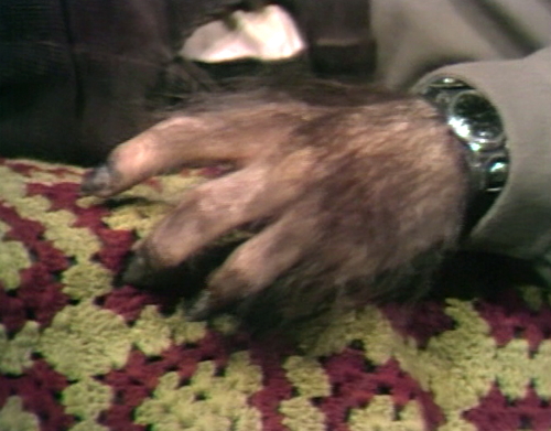 651 dark shadows chris werewolf hand