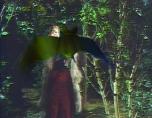 771 dark shadows pansy bat