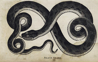 782 dark shadows black snake