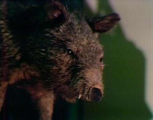 913 dark shadows pig weasel