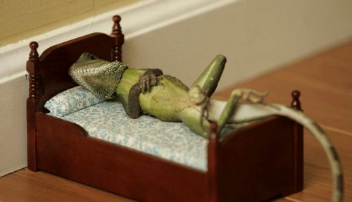 946-lizard-bed