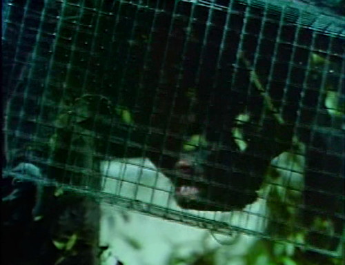 948-dark-shadows-flappy-bat